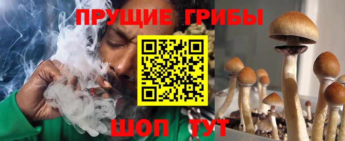 где продают   Псилоцибиновые грибы Cubensis  Вход с VPN  Конаково 